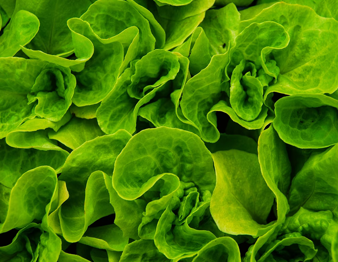 Cabbage